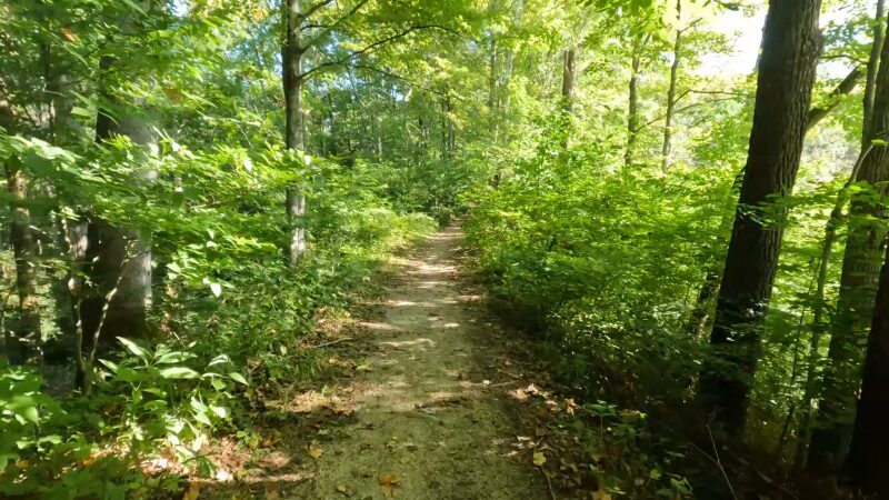 A Shady, Tree-Lined Trail Through the Woods on Turkey Run State Park's Nature Loop (Trail 1)