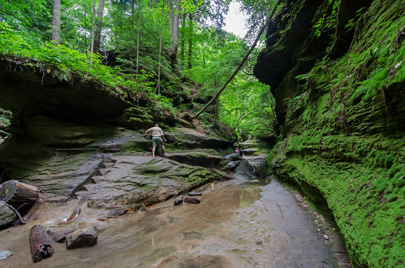 turkey run state park